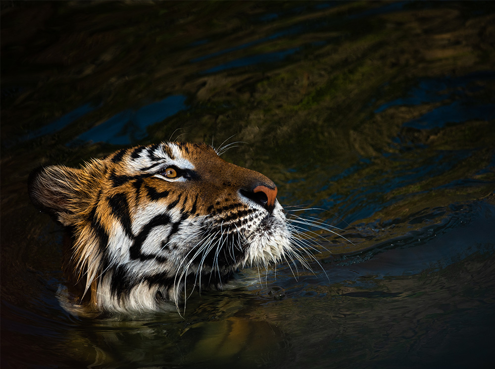 Zoológico Guadalajara